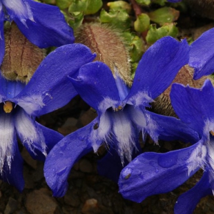 Cyananthus formosus